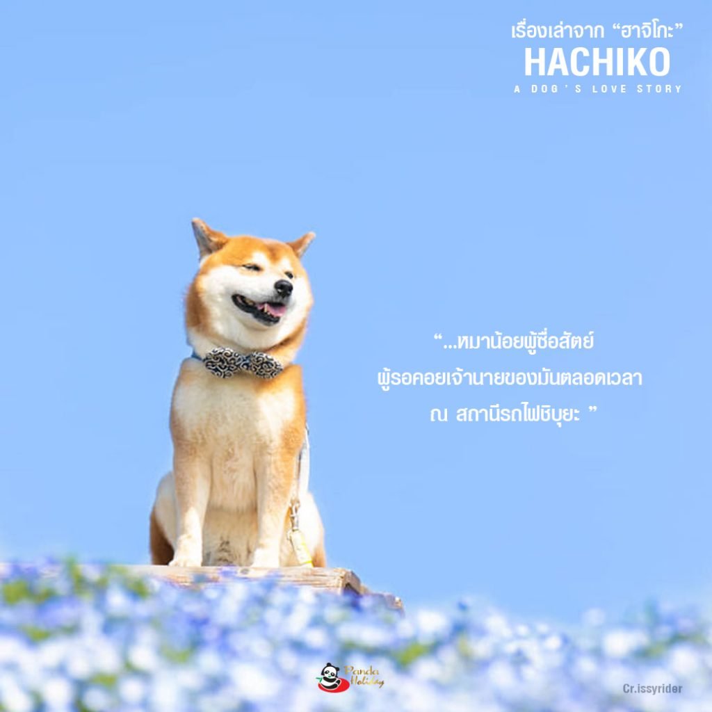 เรื่องเล่าจากฮาชิโก "สุนัขยอดกตัญญู ฮะชิโก"