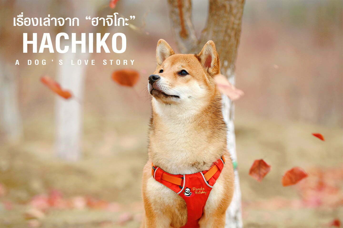 เรื่องเล่าจากฮาชิโกะ “สุนัขยอดกตัญญู ฮะชิโกะ”