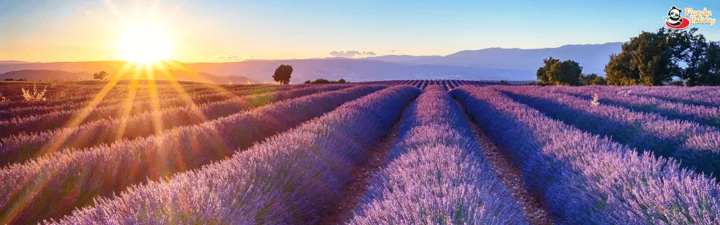 อุทยานทะเลดอกไม้เทียนซาน หรือที่รู้จักกันในชื่อ ทุ่งลาเวนเดอร์ซินเจียงเหนือ