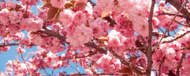 ทัวร์เทศกาลดอกไม้บานกับ Panda Holiday