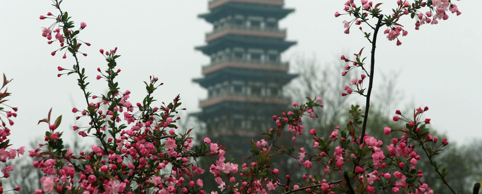 ทัวร์เทศกาลดอกไม้บานและสงกรานต์กับ Panda Holiday