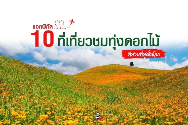 ดอกบ๊วย ดอกท้อ ดอกซากุระ ต่างกันอย่างไร