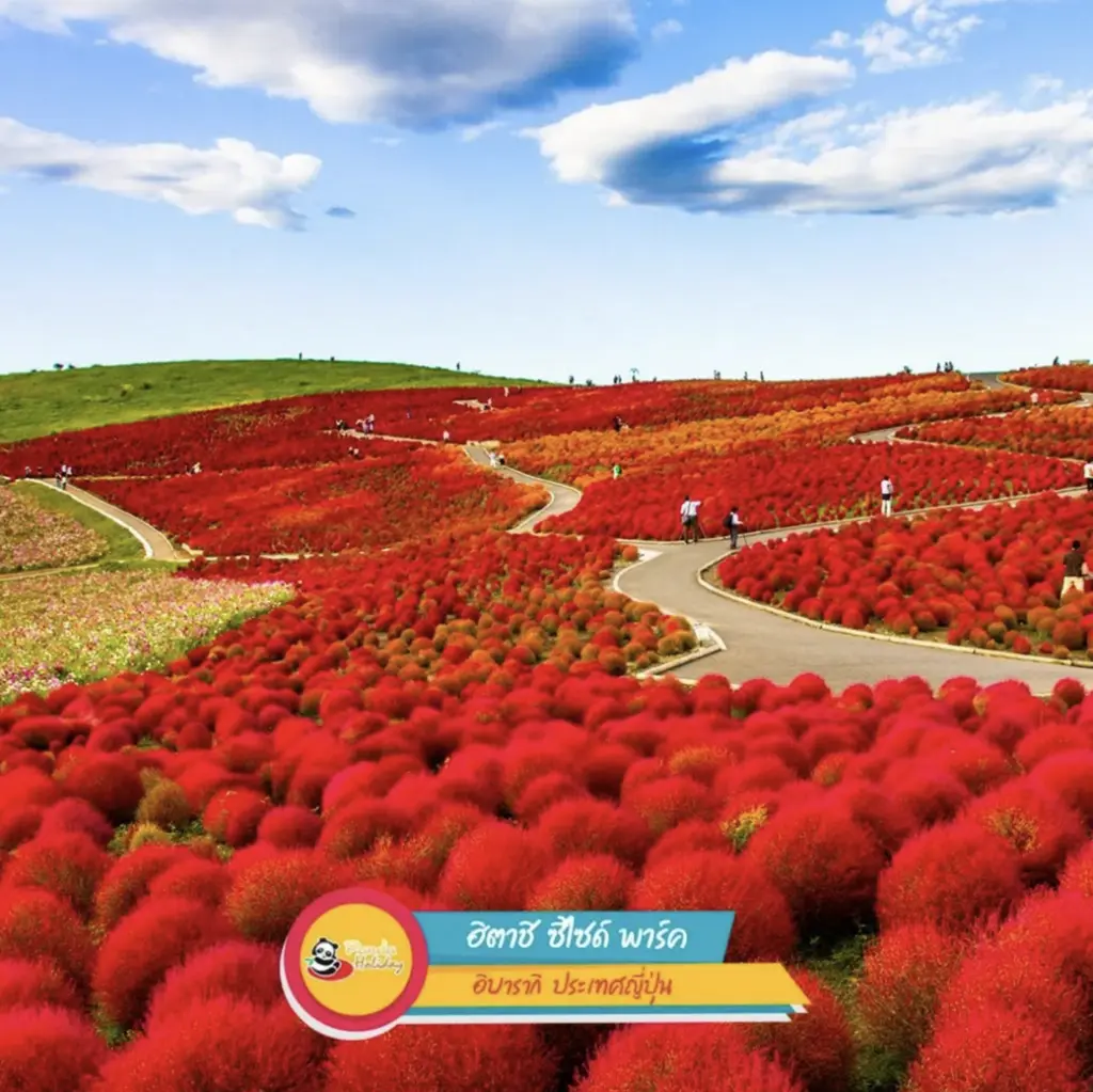 ฟาร์มดอกไม้ฮิตาชิ ซิไซด์ พาร์ค อิบารากิ ประเทศญี่ปุ่น