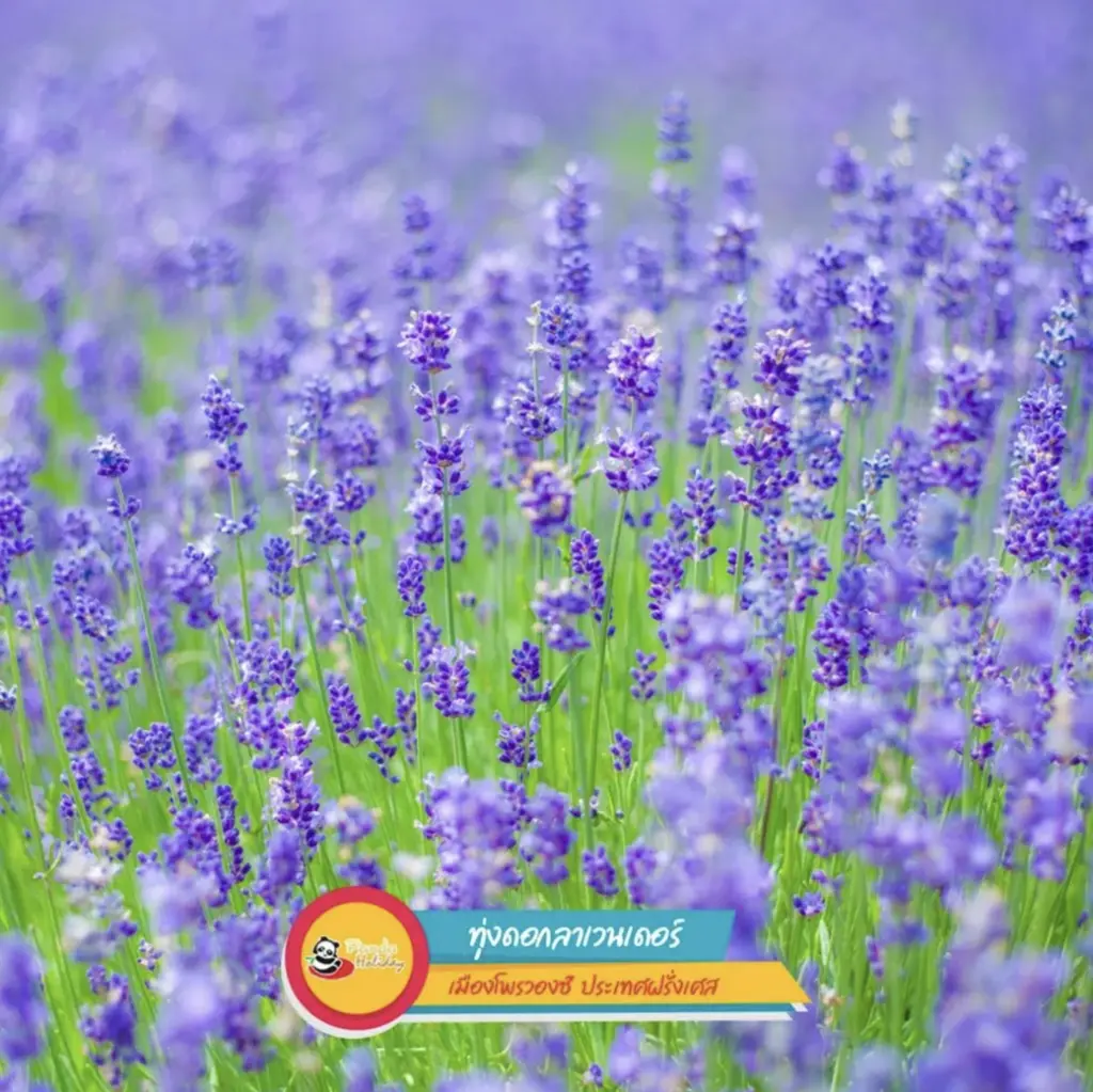 ทุ่งดอกลาเวนเดอร์ เมืองโพรวองซ์ ประเทศฝรั่งเศส