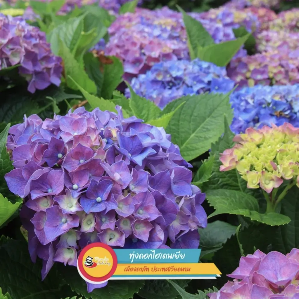 ทุ่งดอกคาโนล่าสีทอง เหลียวปิง ประเทศจีน