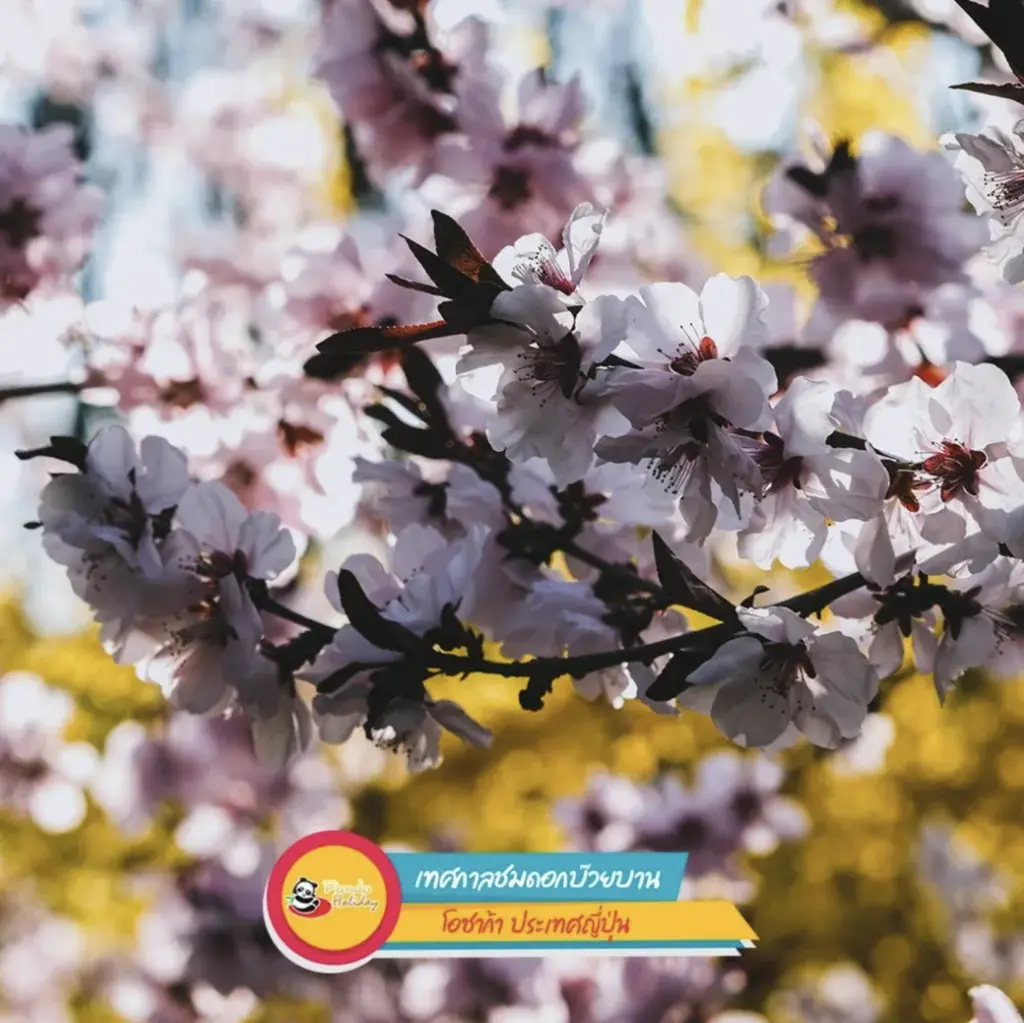 เทศกาลชมดอกบ๊วยบาน โอซาก้า ประเทศญี่ปุ่น