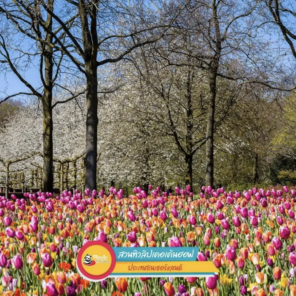 สวนทิวลิปเคอเคนฮอฟ (Keukenhof) ประเทศเนเธอร์แลนด์