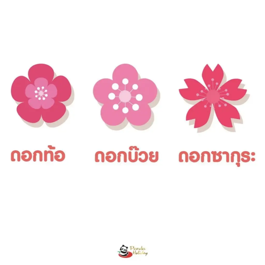 วิธีแยกระหว่างดอกท้อ ดอกบ๊วย และดอกซากุระ