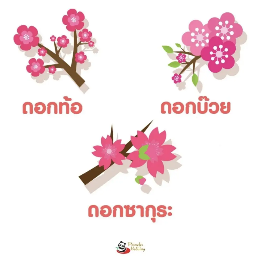 ความหมายของดอกท้อ ดอกบ๊วย และดอกซากุระ