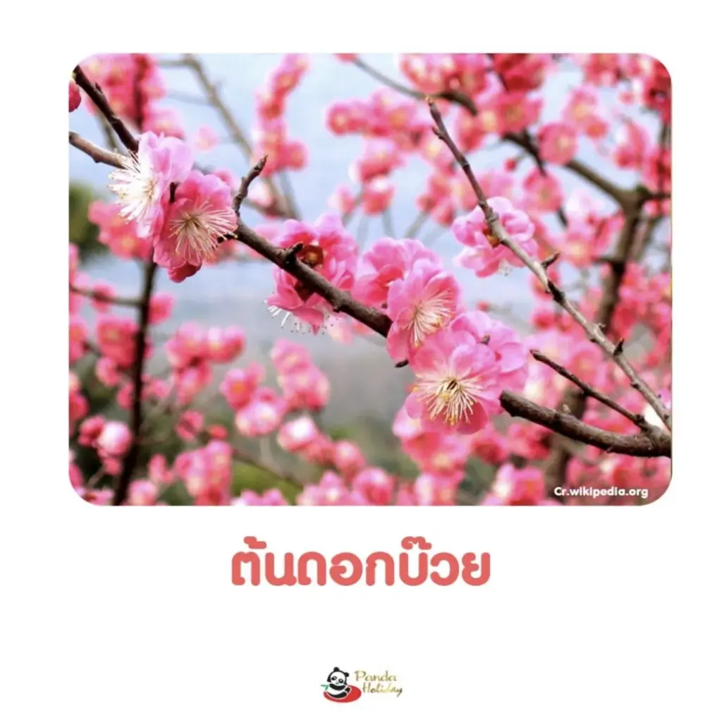 ดอกบ๊วย