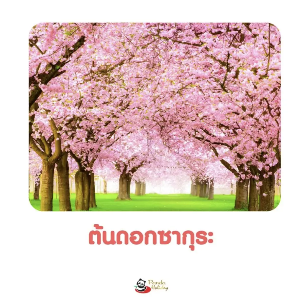 ดอกซากุระ