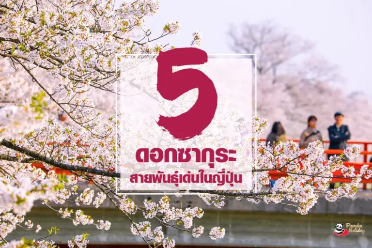 5 สายพันธุ์ซากุระที่ญี่ปุ่น